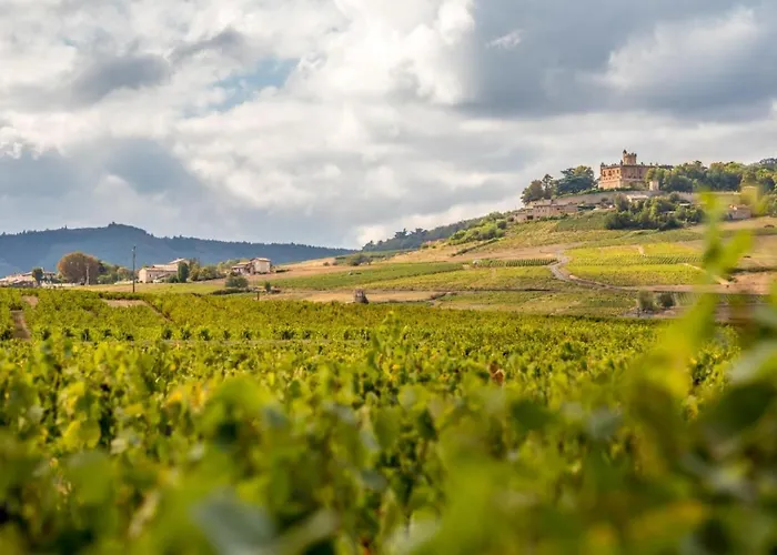 Douceurs Des Vignes Du Vivian